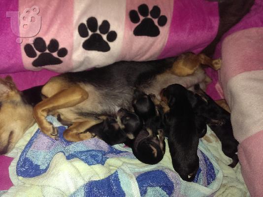 pinscher toy καθαρόαιμα